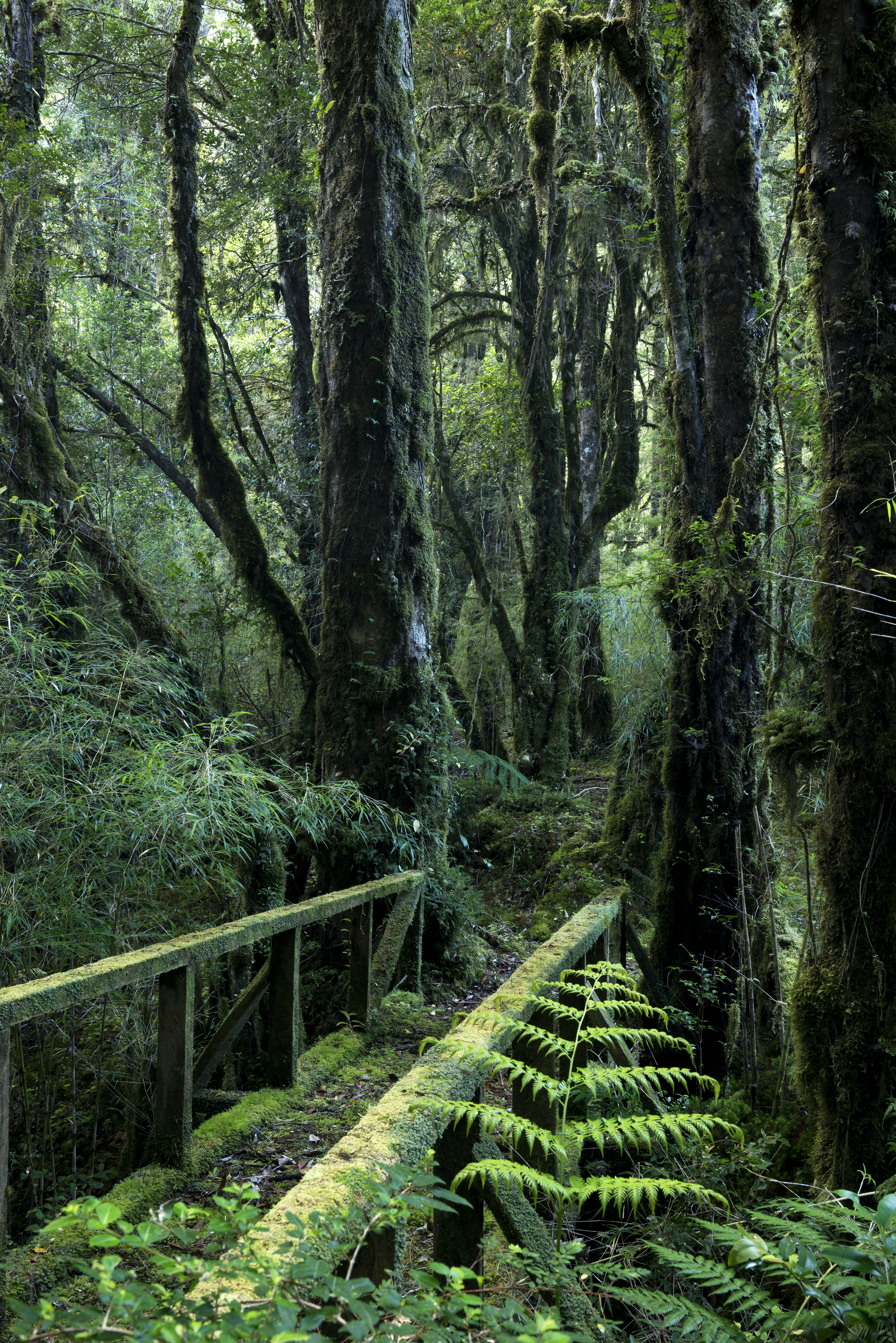 Latidos de la Selva Fria